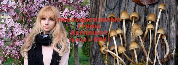 PSILOCYBIN Абинск